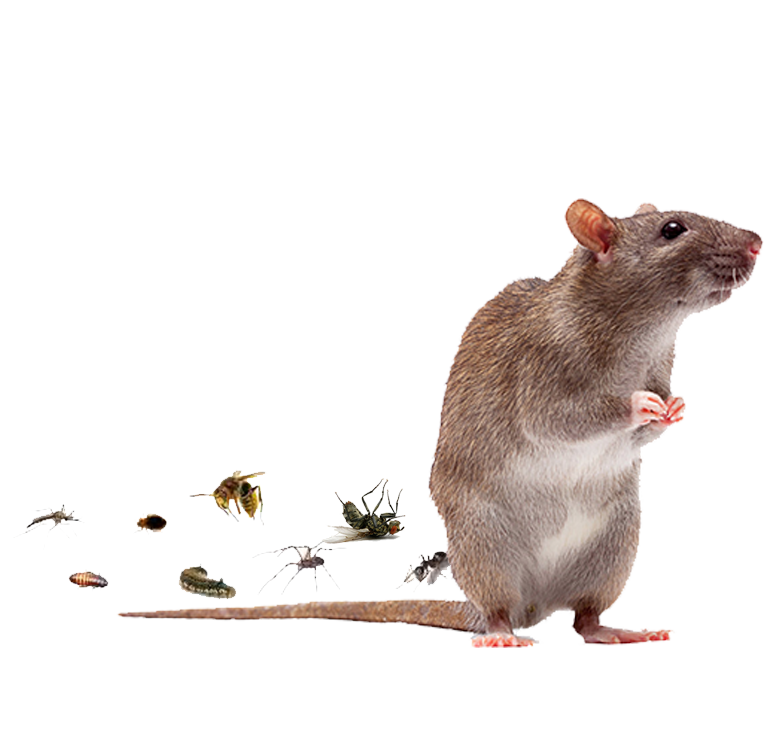 RATICIDE SIMAPATE POUR RATS ET SOURIS 150 G - CAUSSADE Raticide Rats-Souris, Décoration, Bricolage, Outillage partout au Maroc
