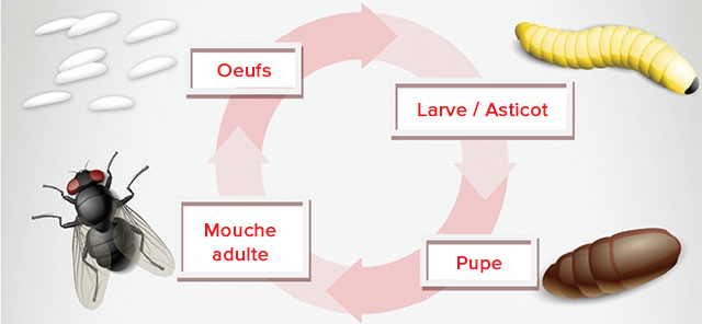 Désinsectisation : Eliminer Moustiques, Mouches, Moucherons Vaucluse - HTE  Sanitation